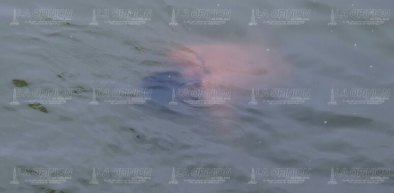 Hallaron flotando al Patillas en las aguas del río Bobos