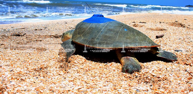 Liberaron a la primer tortuga lora con chip