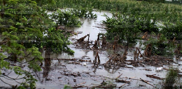 Arroyo arrasa con cultivos